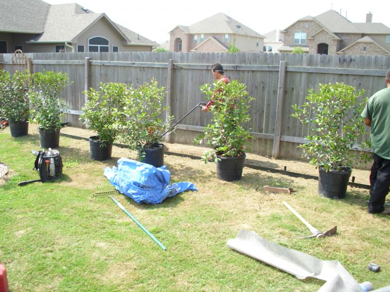 Shrub/Privacy Hedgerow Before Redtips